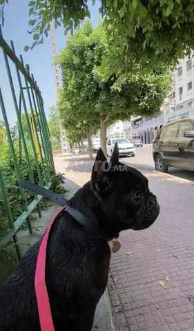 أنثى بولدوج فرنسي
