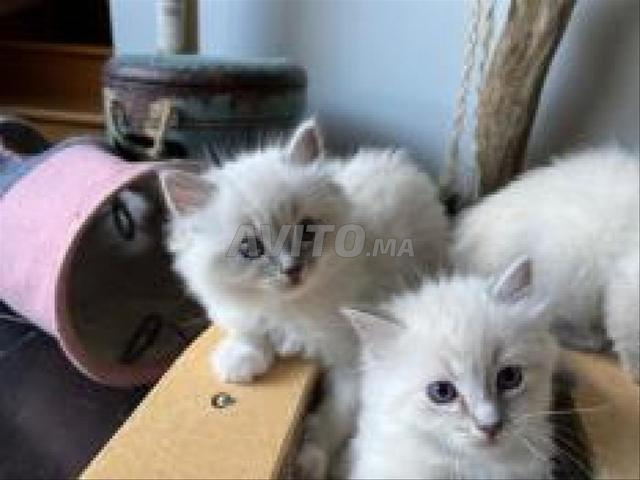 Bébé chaton Ragdoll 50 jours - 2