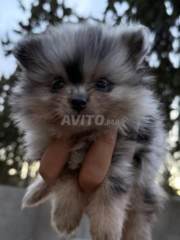 Femelle spitz blue merle 5 semaines