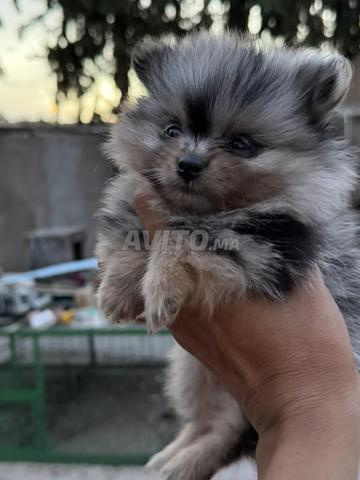 Femelle spitz blue merle 5 semaines - 2