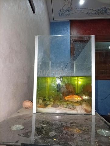 Aquarium avec filtre - 2