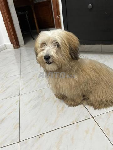 Bichon Havanais - 2