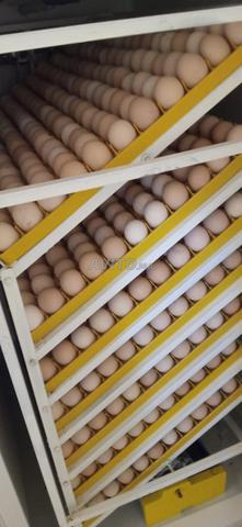 Poussins hybrides français âgés de 21 jours disponibles - 2