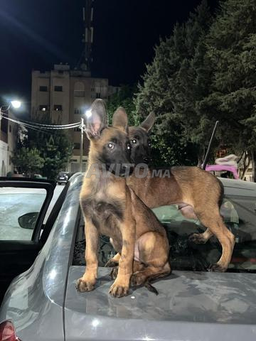 جروان مالينوا - 2