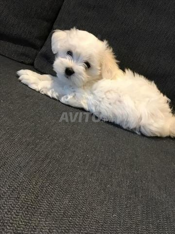 Bichon Maltais - 2