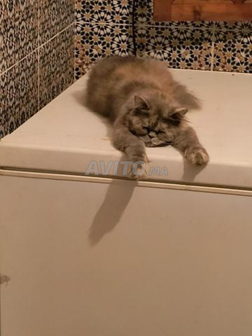 قط شيلا فارسي للبيع - 2