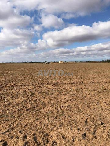 Terrain agricole à vendre Bir Jdid - 200 Dh titré - 2