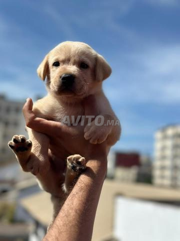 Labrador mâle et femelle - 2