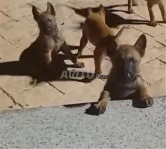 Chiots Malinois - 2