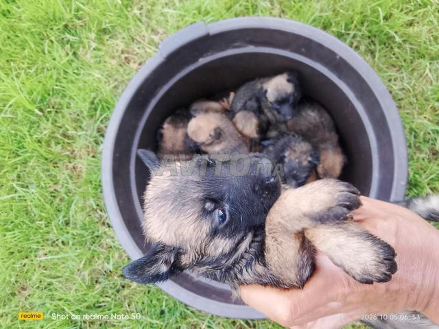 Chiots Malinois - 2