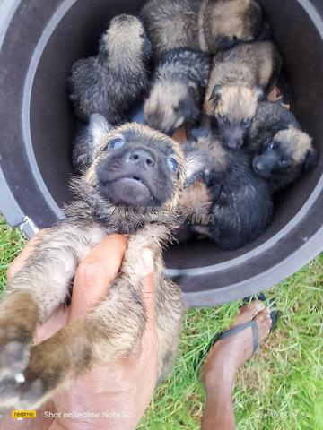 Chiots Malinois - 2