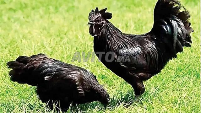 Vente de poulets de race Ayam Cemani authentique
