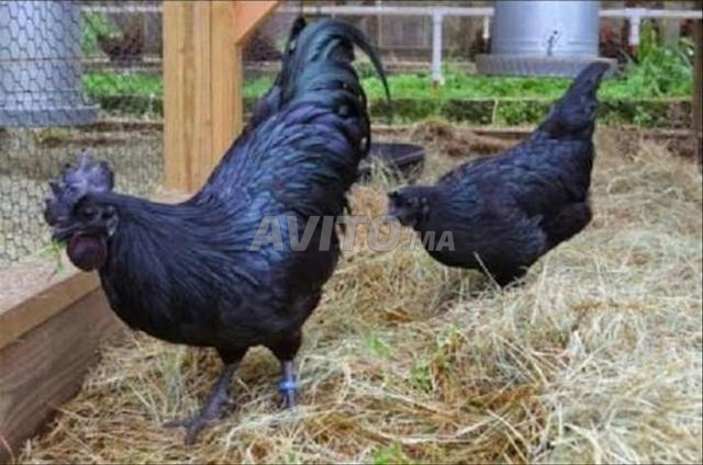 Vente de poulets de race Ayam Cemani authentique - 2