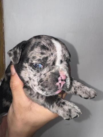 Femelle bouledogue français aux yeux bleus, très belle - 2