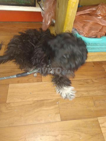 Chien caniche bichon - 2