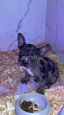 Femelles bouledogues black merle