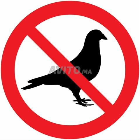 Pics Anti-Pigeons Inox - 2