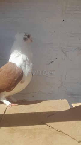 Pigeon Docteur - 2