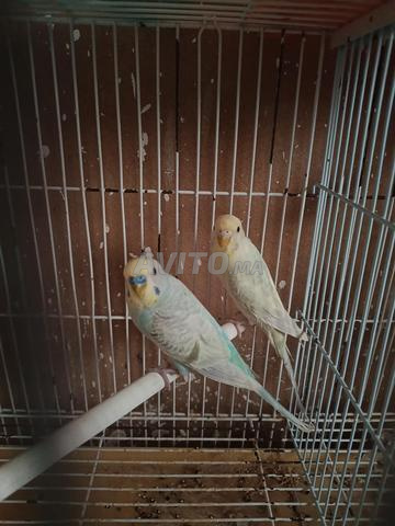 Couple Perruche