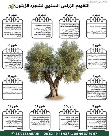 Dmanat Al Attawia - 2