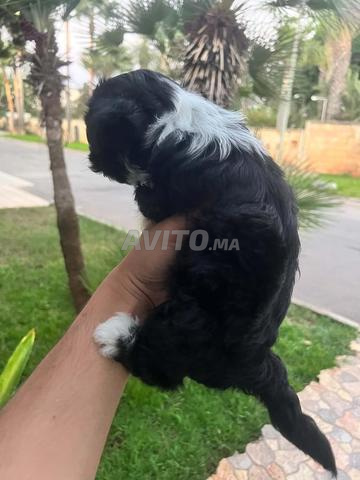 Bichon Havanais - 2