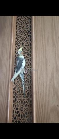 طائر كالوبسيط ضائع - 2