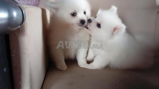 Spitz pomeranian blanc - 2