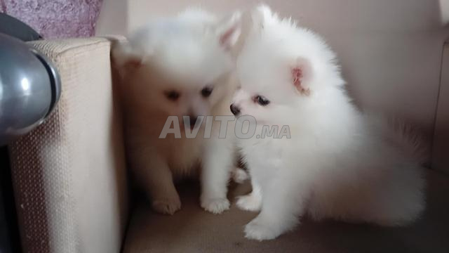 Spitz pomeranian blanc - 2