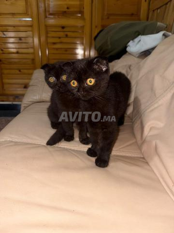 Couple Scottish Fold chocolat foncé - 2