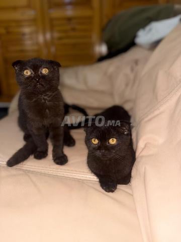 Couple Scottish Fold chocolat foncé