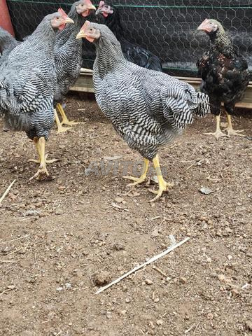Poules Sussex et Plymouth Rock - 2