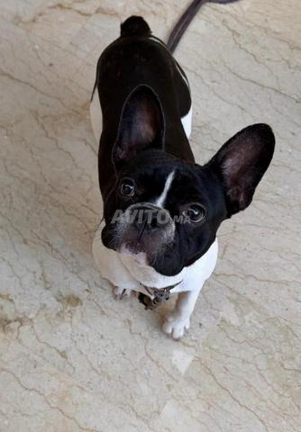 Bouledogue français à vendre - 2