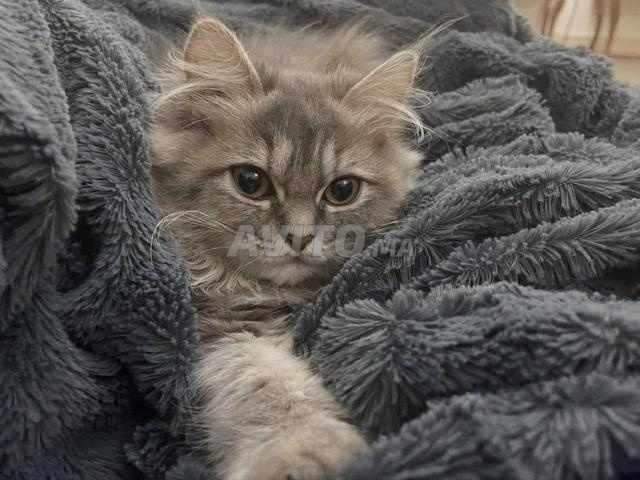 أنثى بريتيش لونغهير 🐱✨ - 2