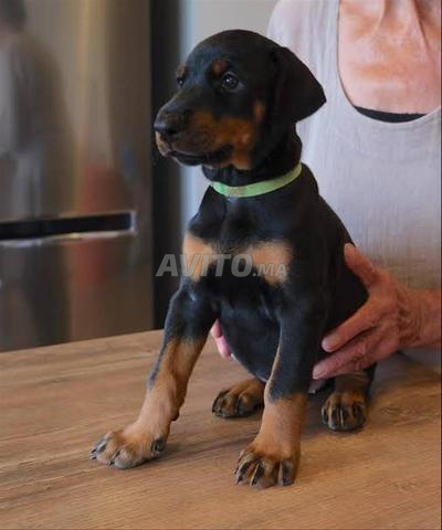Chiot Dobermann - 2