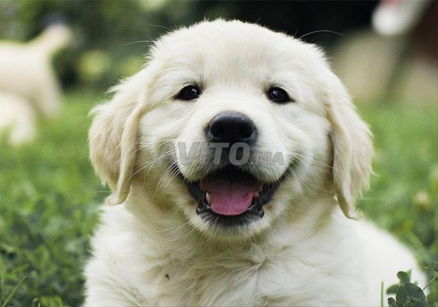 Chiot Golden Retriever - 2