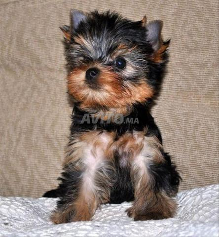 Chiot Yorkshire toy - 2