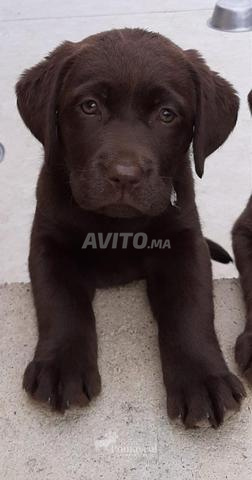 Chiot Labrador chocolat - 2