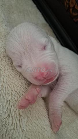 Chiot Dogue Argentin - 2