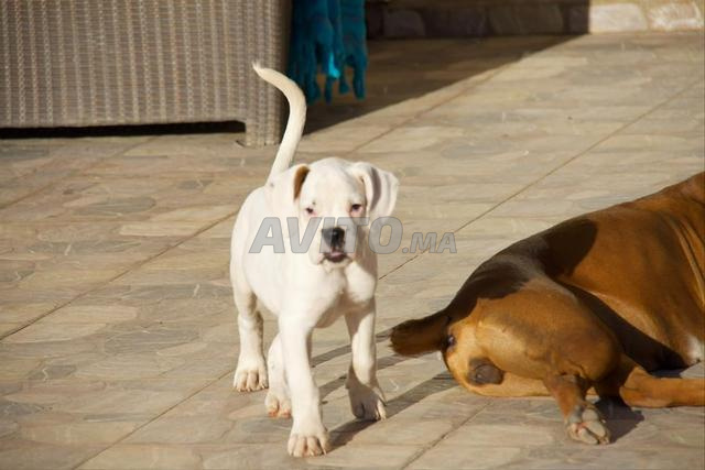 Chiot Boxer Blanc avec pedigree - 2