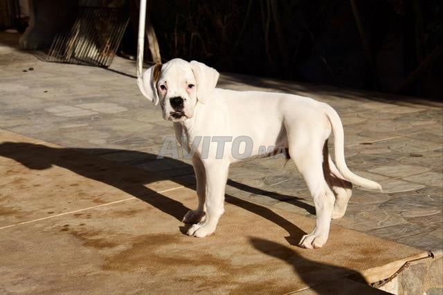 Chiot Boxer Blanc avec pedigree
