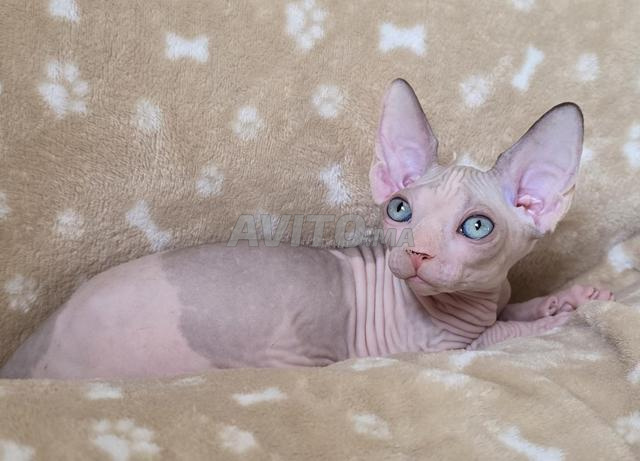 Chatons Sphynx