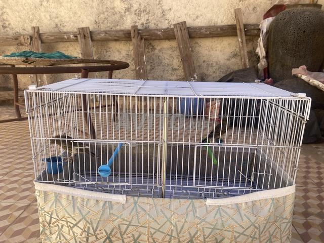 طيور الكناري - 2