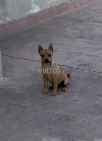 Superbe Pinscher sable avec puce électronique - 2