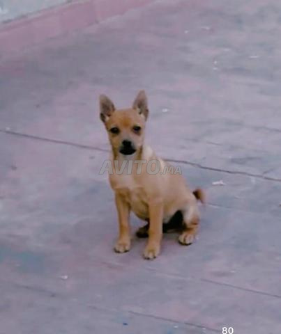 Superbe Pinscher sable avec puce électronique