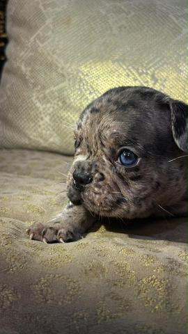 Les chiots Bouledogue Français, très bonne qualité - 2