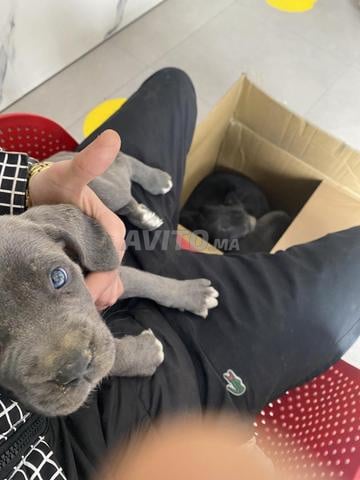 Chiots Cane Corso à vendre