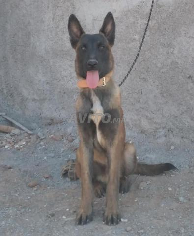 race malinois âgé de 6 mois et demi