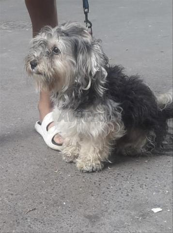 Bichon Maltais 1 an Il a son carnet de vaccination