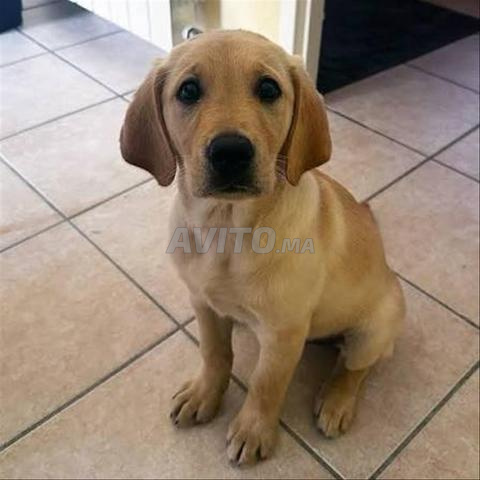 Chien labrador