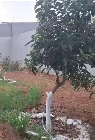 50 arbres d'avocatier variété (Hass) âgés de 5 ans - 2